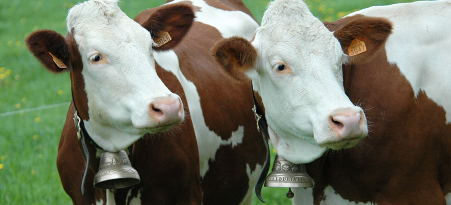 Cloches de vaches